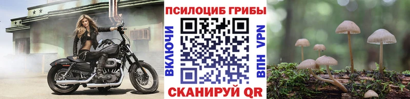 Псилоцибиновые грибы Psilocybe  Химки 